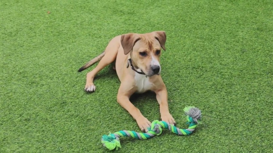 PAWS Chicago Pet of the Week: Pommelo