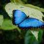 Butterfly ranges shift worldwide amid climate change, with most species expanding their reach