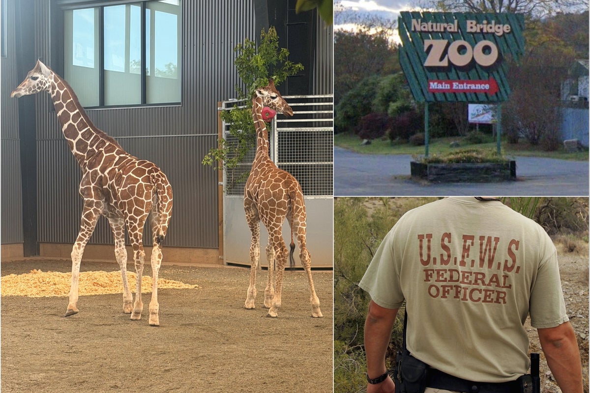Two baby giraffes went missing from a Virginia zoo. The feds say a double-crossing informant helped keep them hidden
