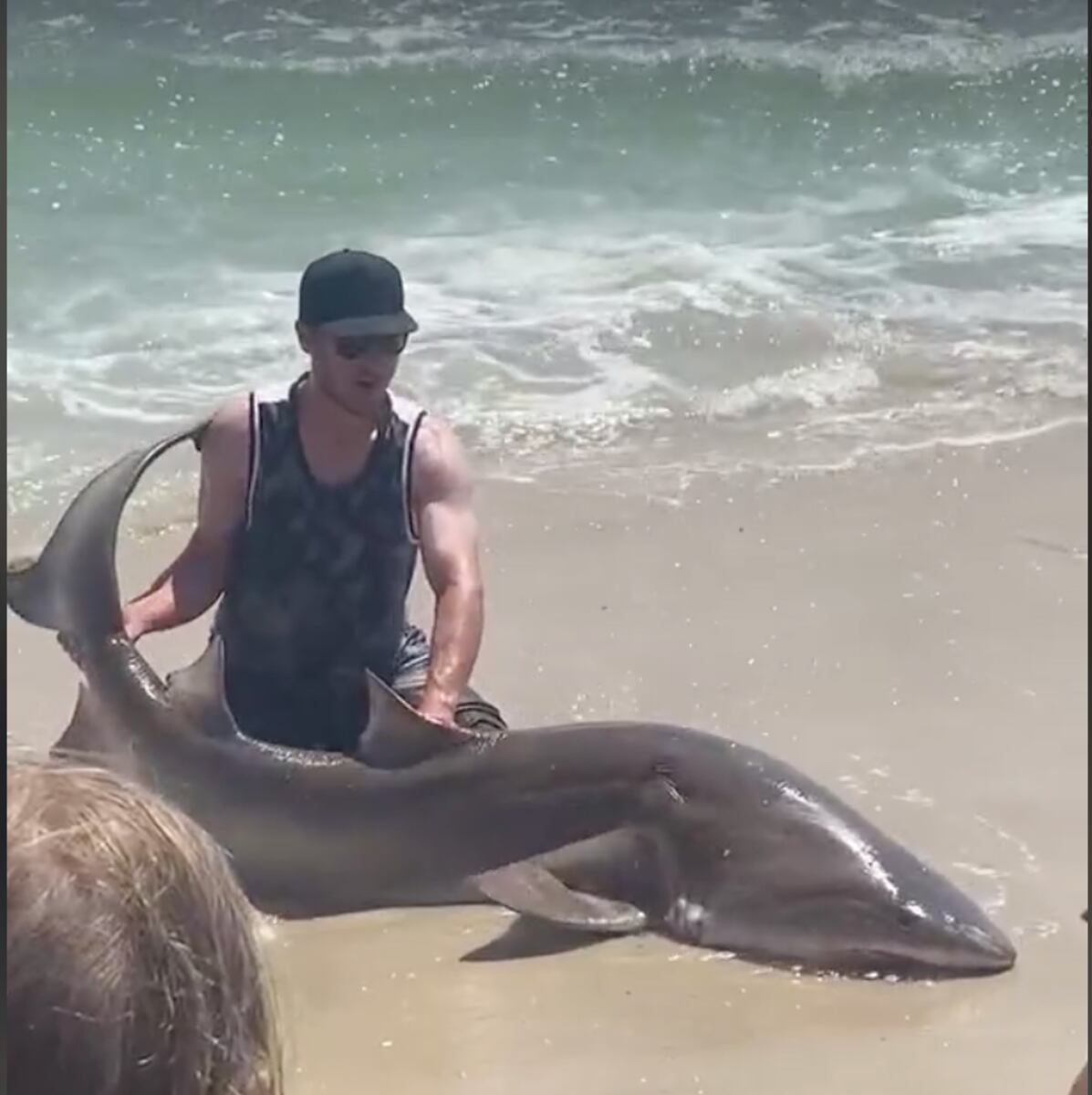 Shark caught at popular Jersey Shore spot is latest N.J. sighting