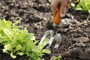 Things to do in the garden this week