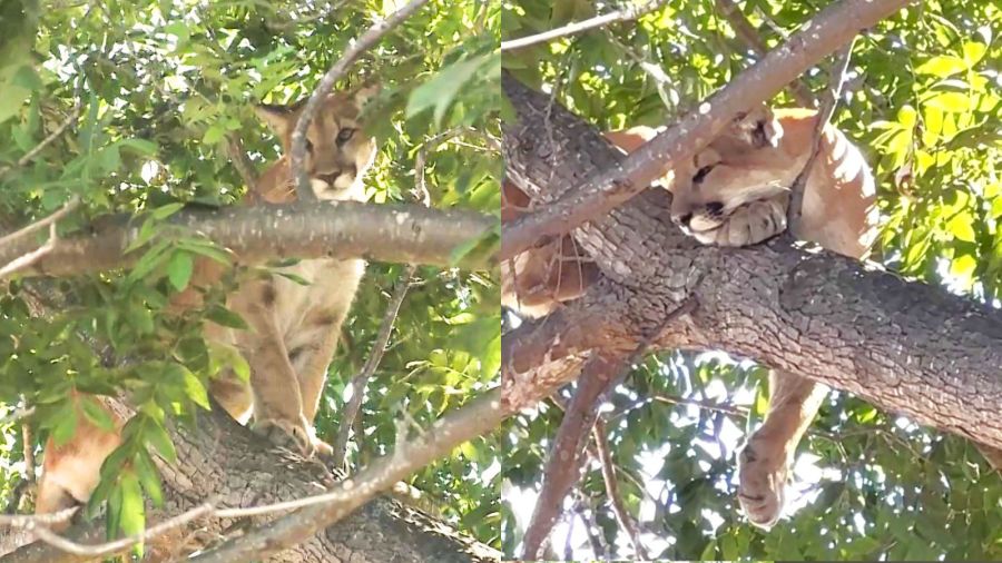 Mountain lion lounges in backyard tree as crowds gather to watch in Ventura County