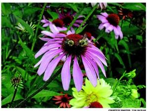 Have a care for the pollinators