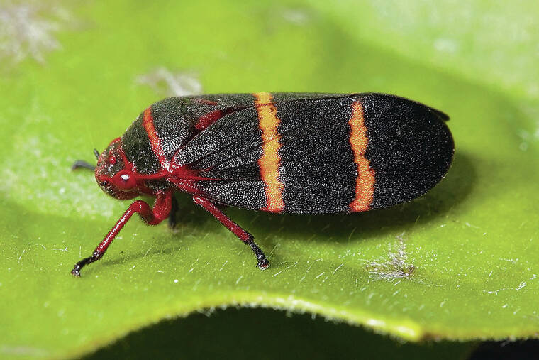 U.S. House bill offers more funds for Hawaii invasive species ‘strike teams’