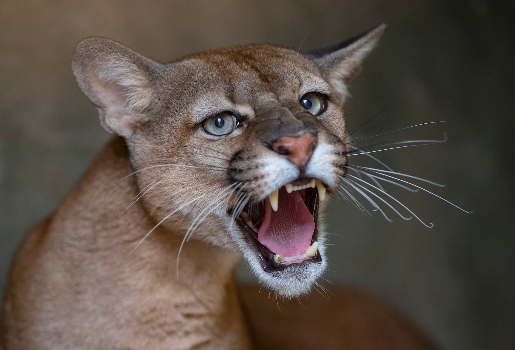 Scientists discovered an unexpected way mountain lions may be helping drivers stay safe