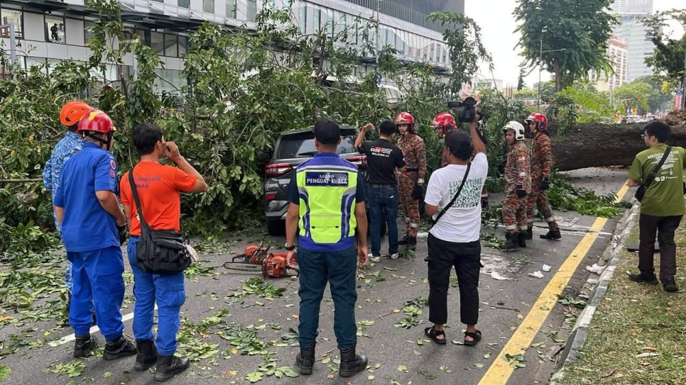 Root rot and trunk cavity blamed for Angsana tree collapse in George Town