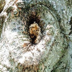 Ants don't harm trees, but they may be a sign of a problem