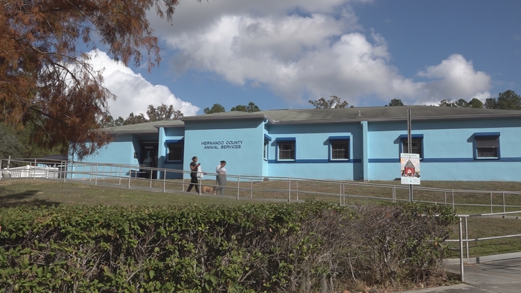 Hernando animal shelter suspends cat intake amid feline virus outbreak