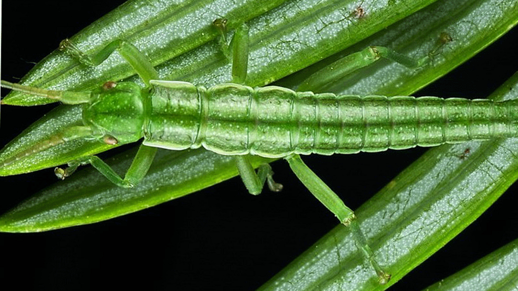 Stick insects retain male-female gene balance after a million years without sex, study finds