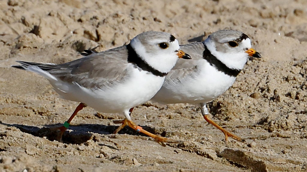 Chicago piping plovers gear up for migration as monitors work to raise awareness