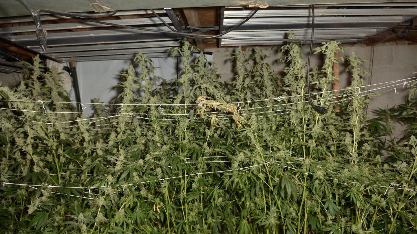 Man charged after 246 plants believed to be marijuana found during search warrant, authorities say