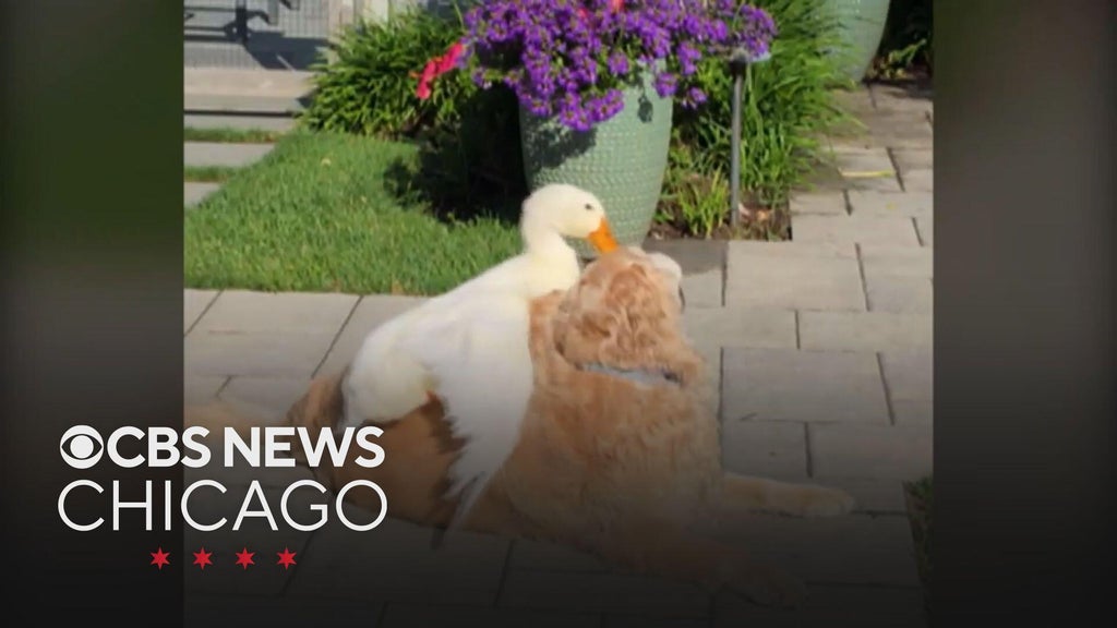 This dog and this duck are best friends