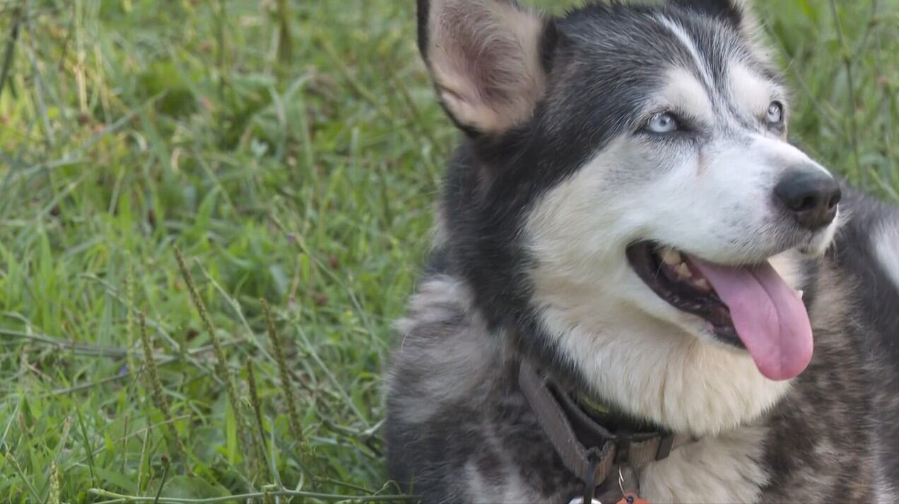 Dog saves owner from fire that destroyed his house: ‘She was terrified’