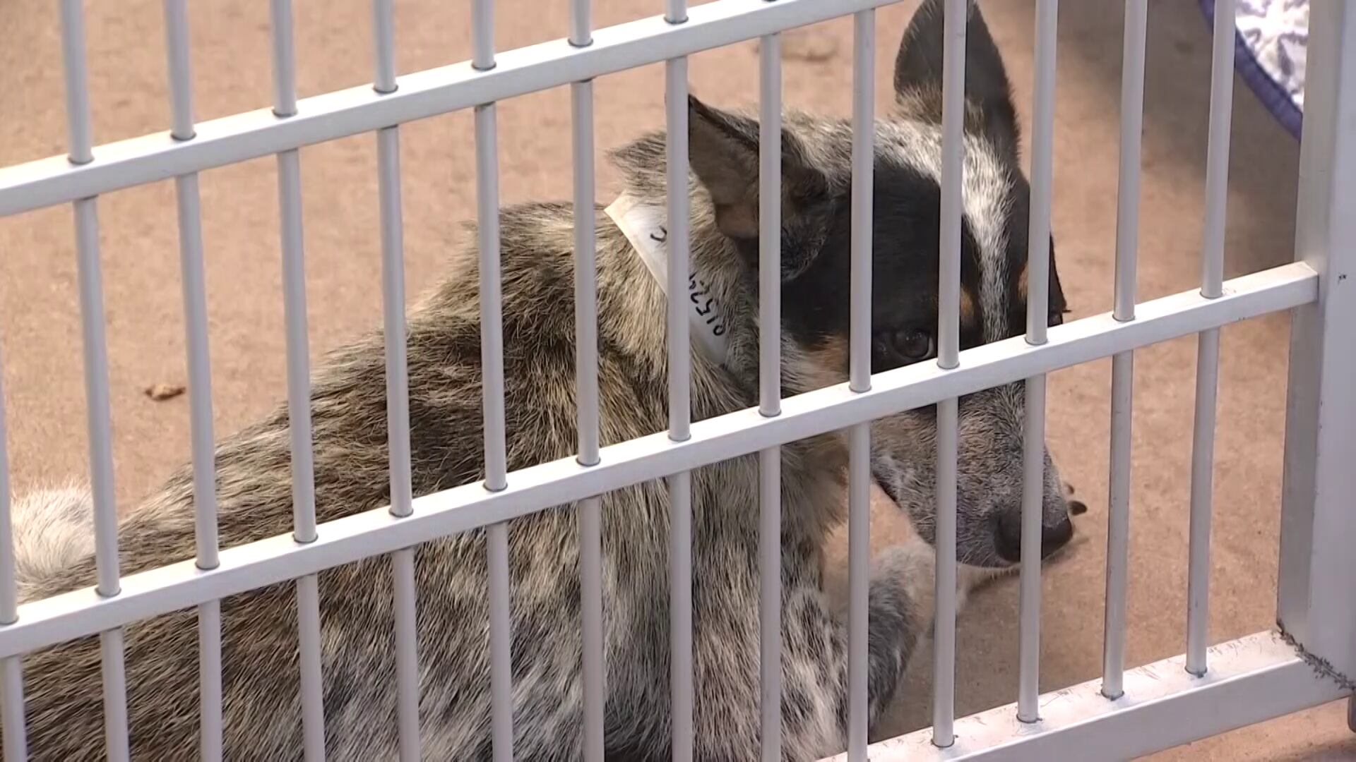 Hoarding, heat and surrenders push Arizona Humane Society shelters to the limit