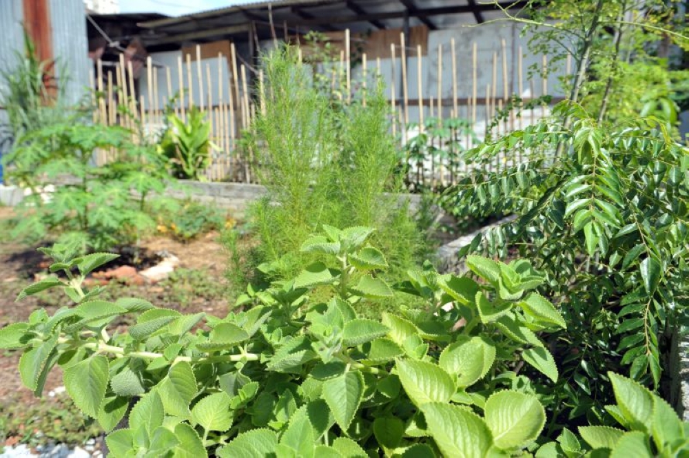 Selangor govt to local councils: Don’t let land go idle, put it to use for urban farming