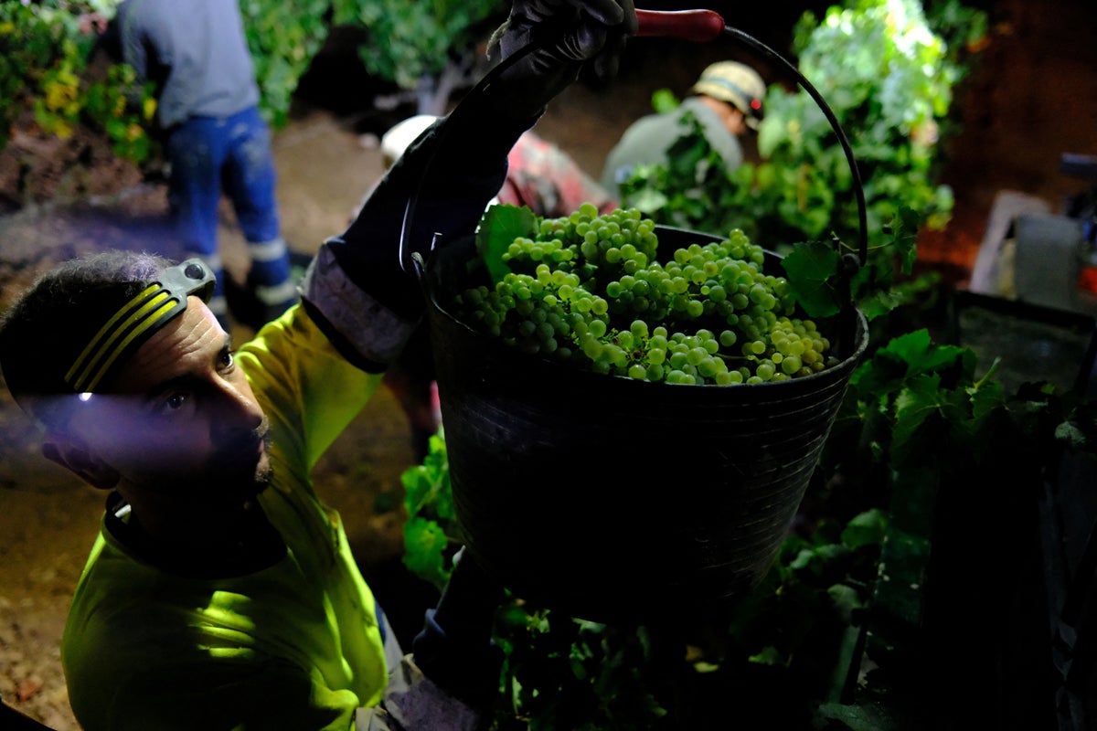 Europe heatwaves lead to record-early harvest at Catalan winery