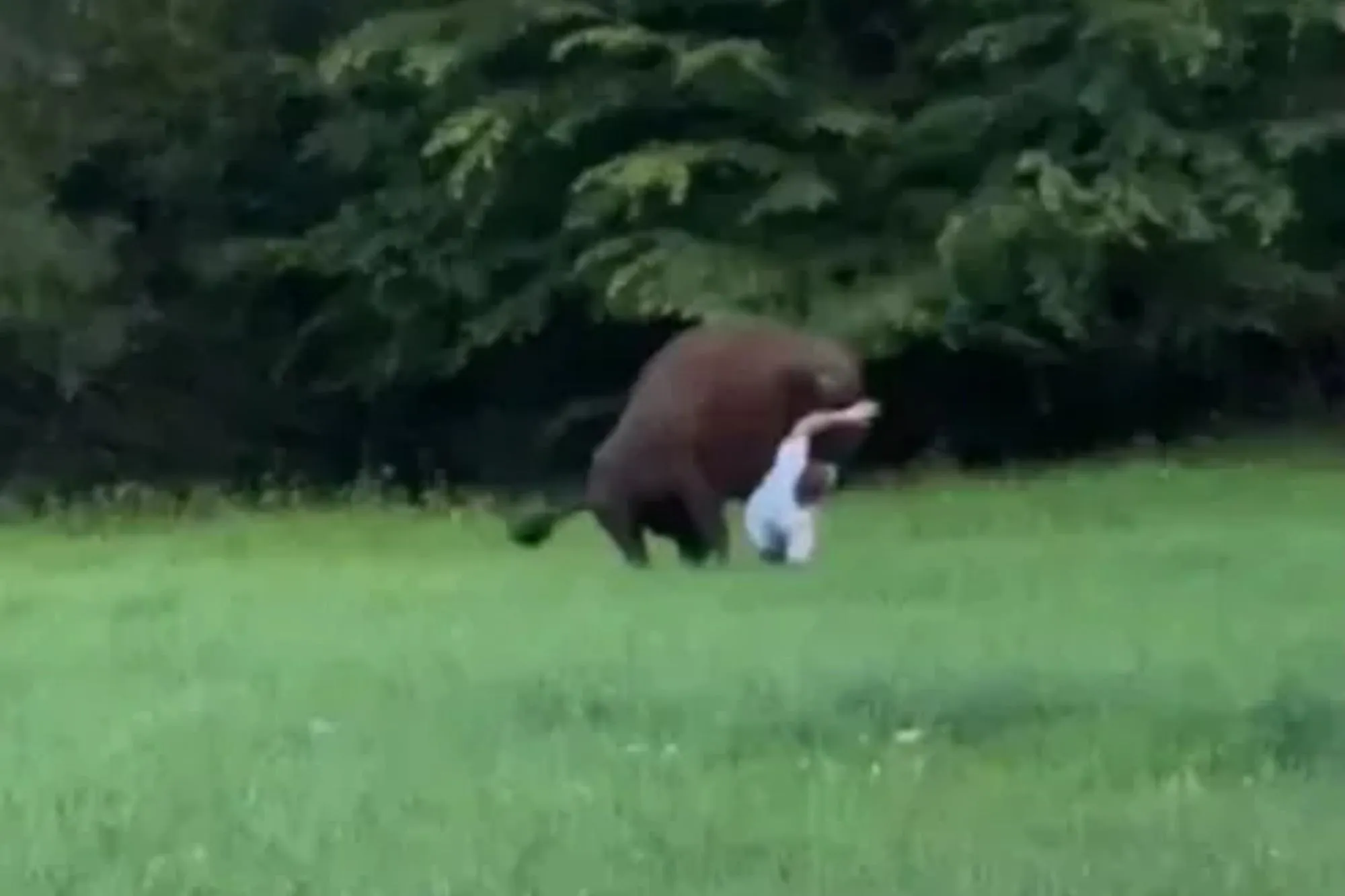 Wild moment rampaging bison knocks down tourist as beast refuses to let terrified holidaymaker stand back up