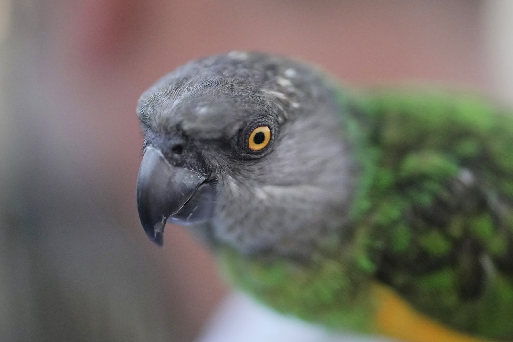 A stolen parrot disappeared in 2017. Nobody expected what happened next.