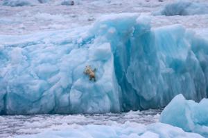 Foxes, hares and polar bears in the frozen wastelands of Greenland