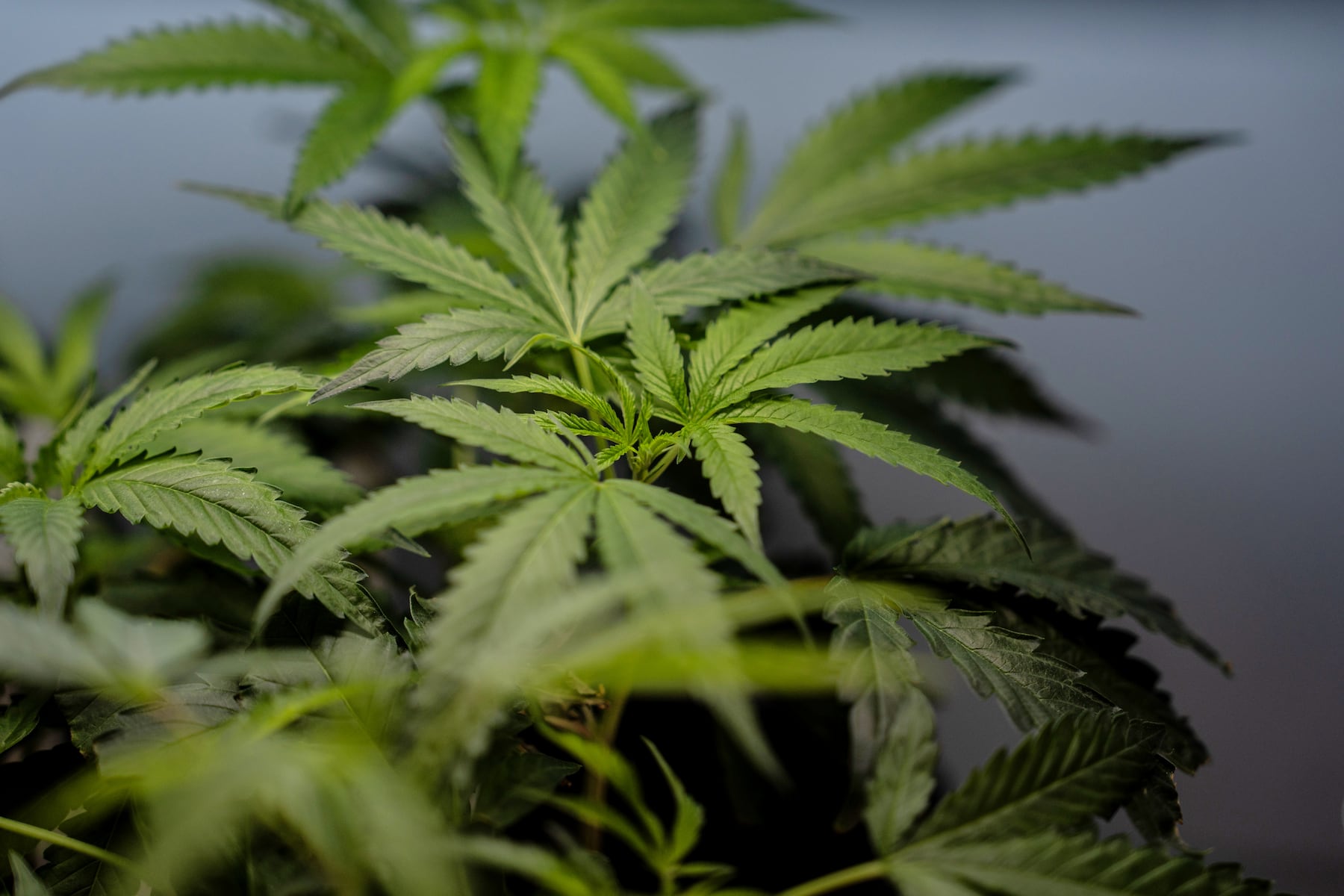 Ohio governor candidates clear the air on their marijuana stances: Capitol Letter