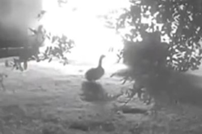 Watch: Pet goose hailed as a hero for alerting sleeping family to barn fire