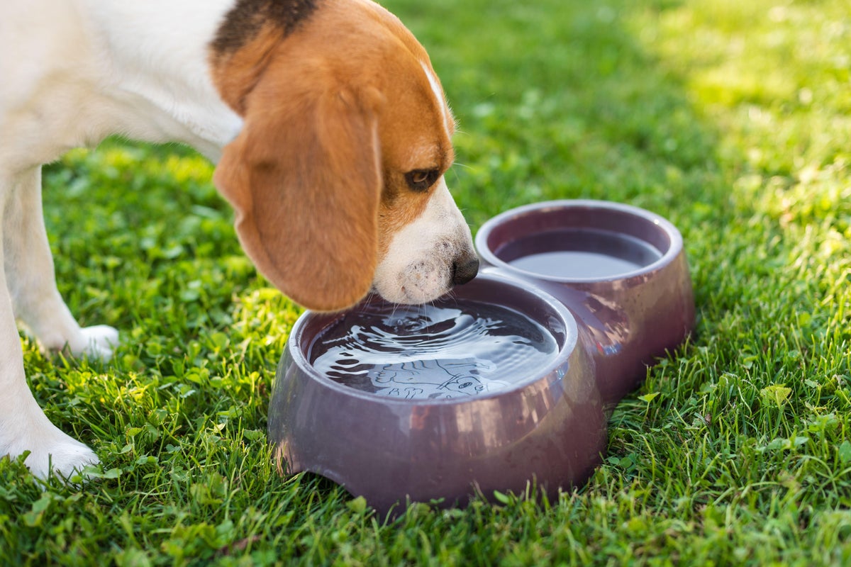 Five things every dog owner should do during a heatwave