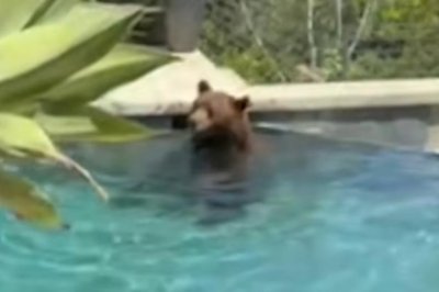 Watch: Large black bear takes a swim in California resident's pool