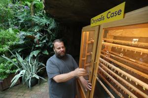 Olbrich’s Mike Gibson brings up-close butterfly experiences to garden