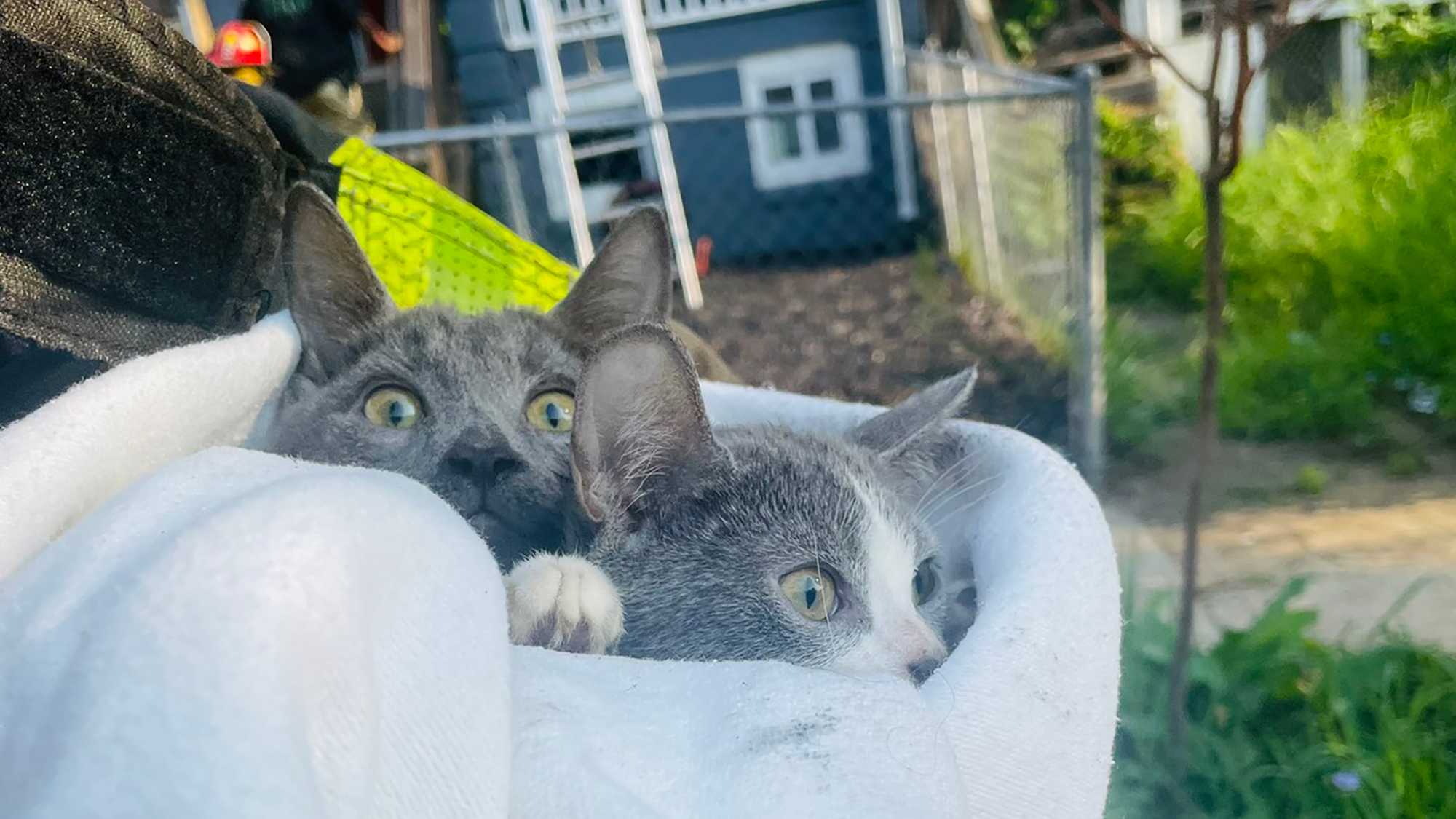 4 injured in West North Avenue rowhouse fire; cats rescued