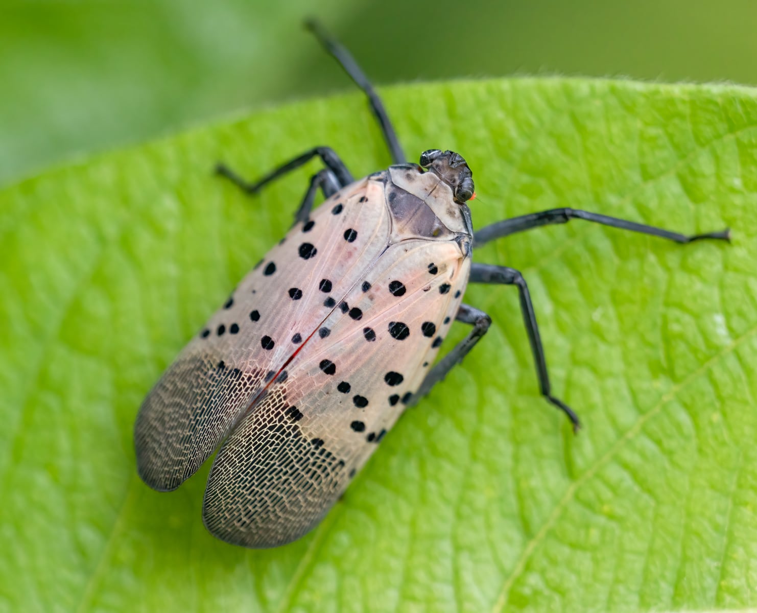 Why officials say the battle against this invasive bug is far from over
