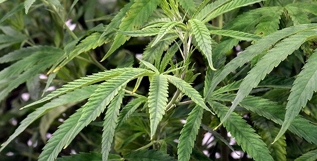 Young Americans Are Not Alright As Marijuana Becomes the Most Commonly Used Drug