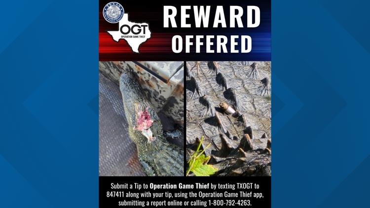 Alligators shot, killed at North Texas lake. Now a reward is being offered.