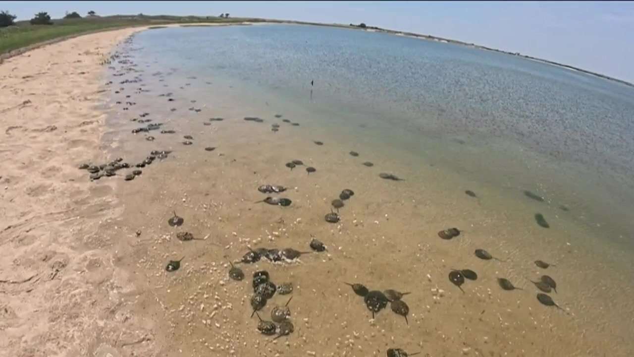 The lifesaving secret hidden inside a horseshoe crab’s blue blood—and the race to protect the species