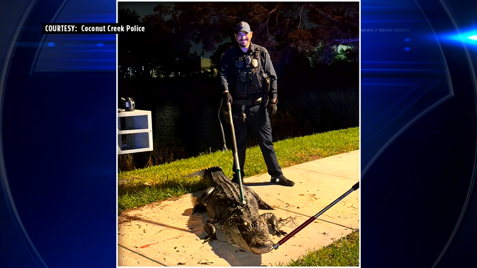 Authorities relocate 10-foot alligator that roamed near Coconut Creek High School