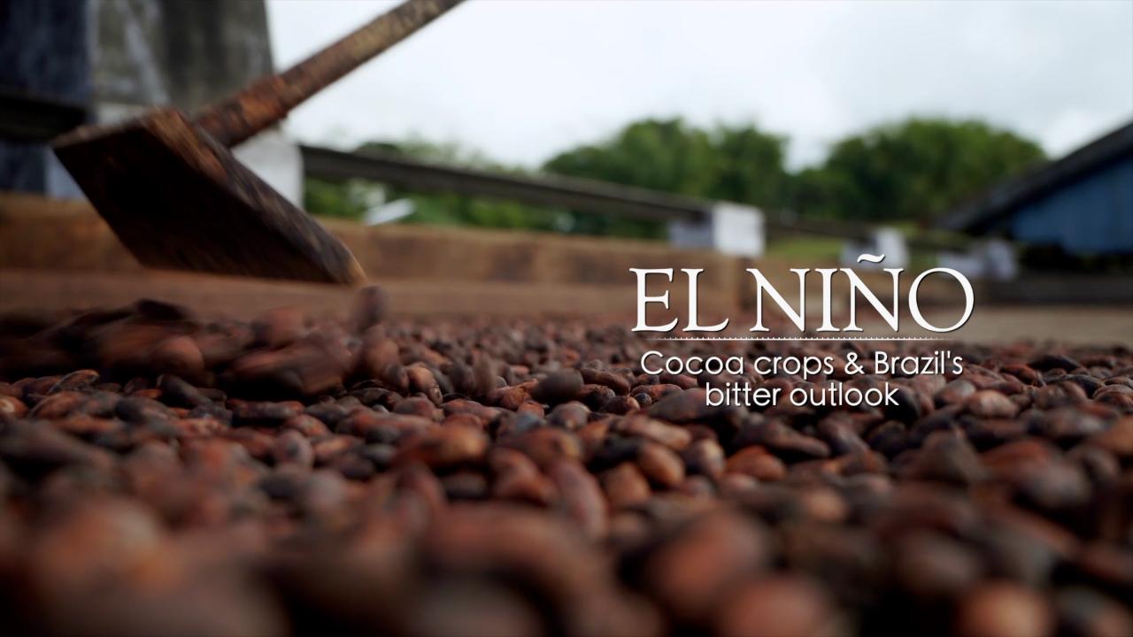 Inside El Nino – Cocoa crops and Brazil's bitter outlook
