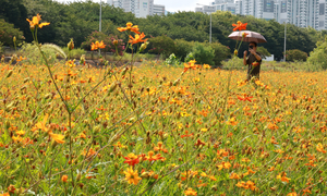 A hint of autumn? Korea wakes up to cooler mornings after weeks of extreme heat