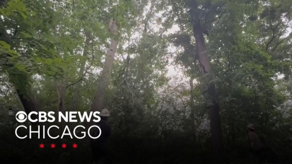 80-foot tree split during storms in Wooddale cut down