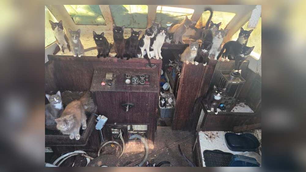 ‘This is strange’: 23 more cats rescued from abandoned Tacoma sailboat