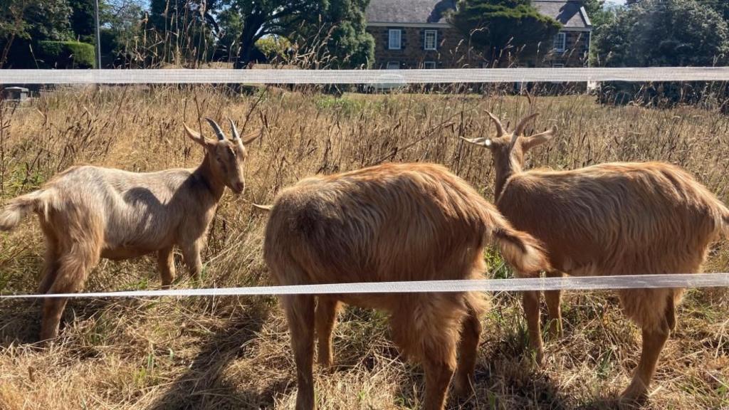 Royal Golden Guernsey Goats join conservation herd