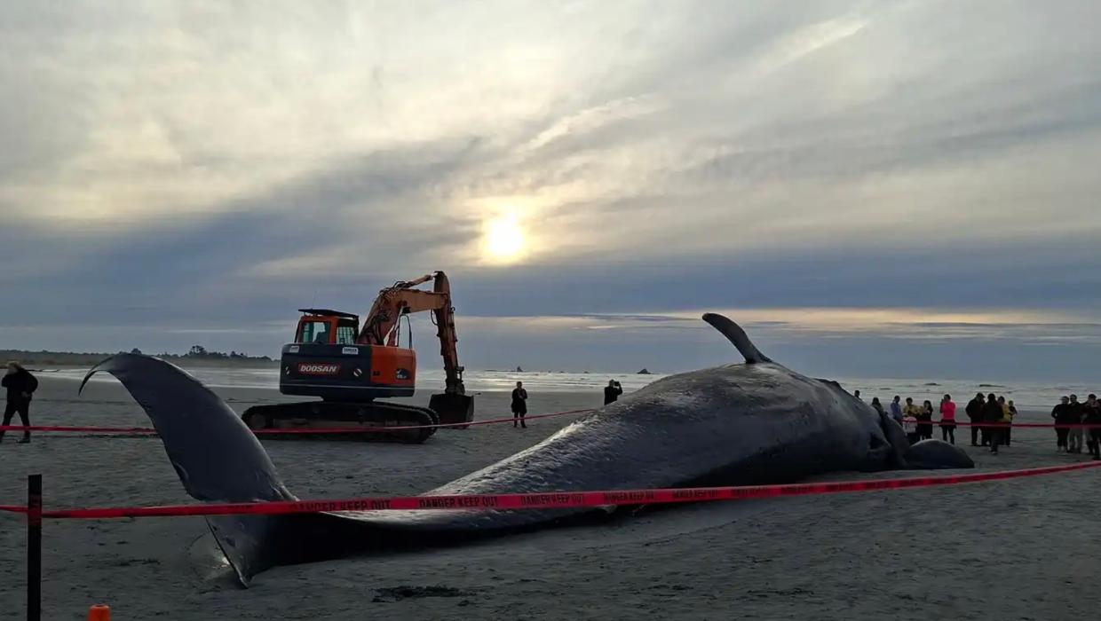 Watch: Huge pygmy blue whale washes up on West Coast beach