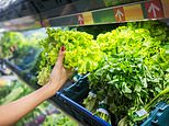 Top food scientist: 'I wouldn't touch bagged salad in a million years' - stark warning as toxic lettuce fuels spread of 'explosive diarrhoea' parasite