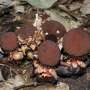 Who are the secret gardeners of a parasitic plant?