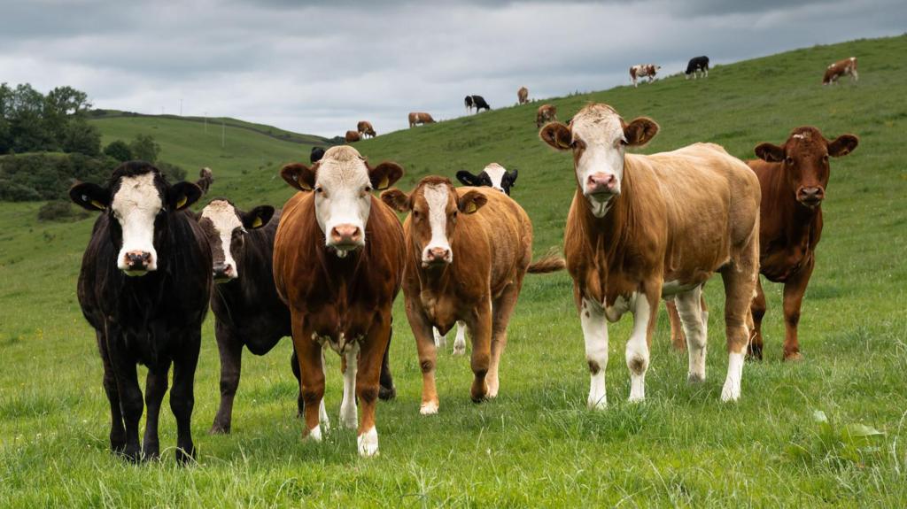 Potentially deadly bluetongue livestock virus found in Scotland for first time
