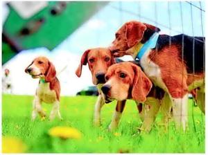 Last 155 beagles set to leave