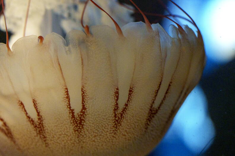 GBH Daily: Jellyfish jam