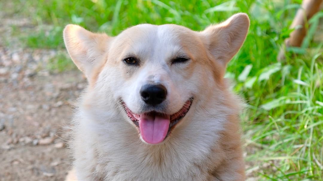 New study reveals why smiling at dogs is good for them