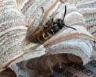 ‘I feel motherly towards them’: the nature reserve manager sharing her office with a wasp nest