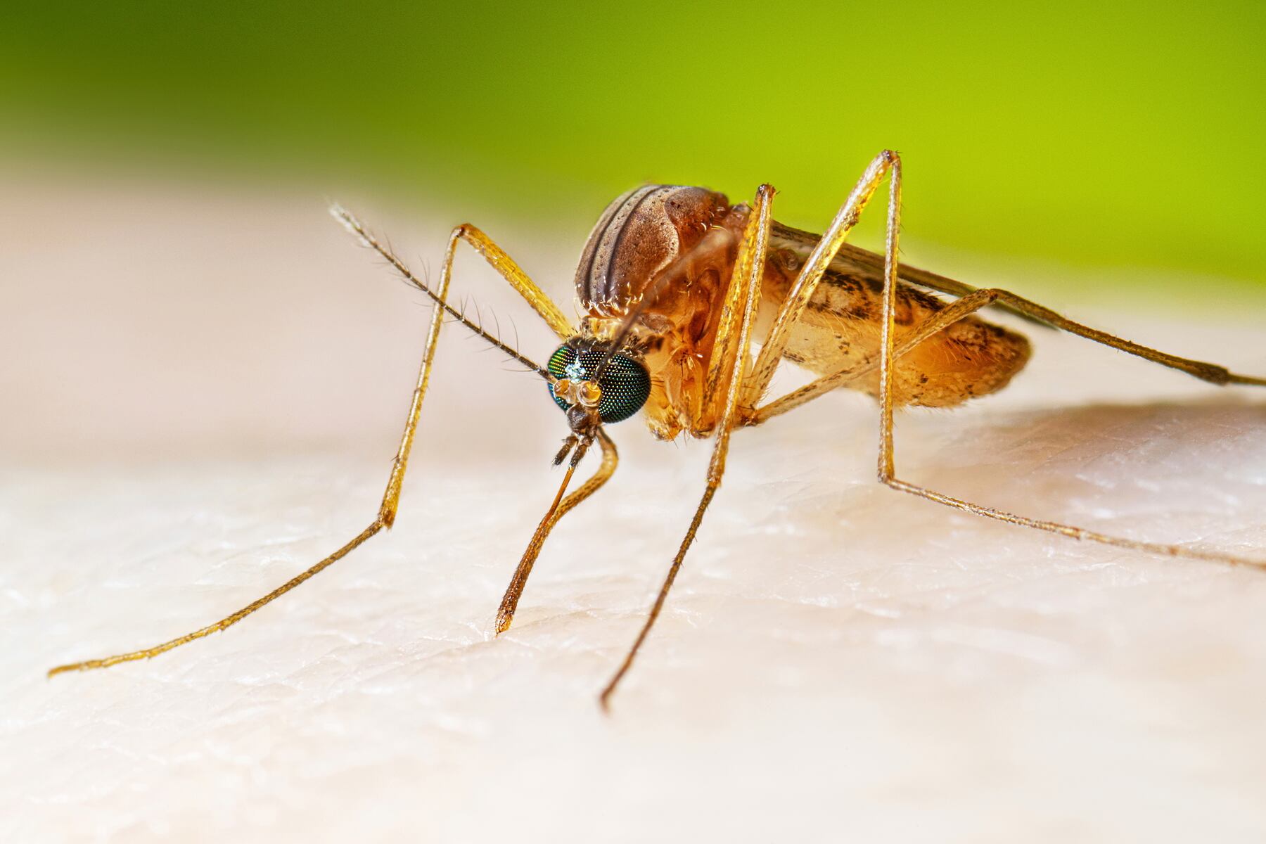 West Nile virus triggers mosquito spraying this week in Cumberland County