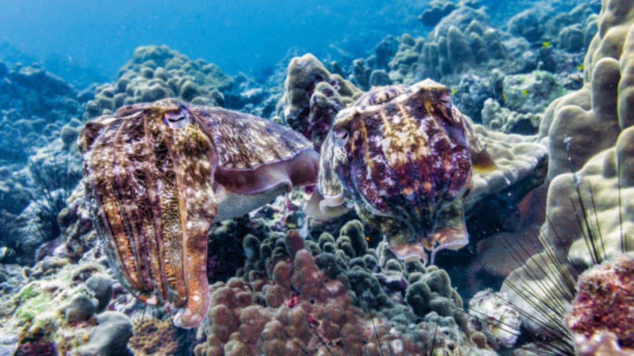 Australia’s cuttlefish gathering crashes from 100,000 to fewer than 10