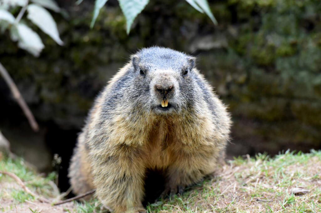 Marmots look to OnlyFans to raise funds, awareness